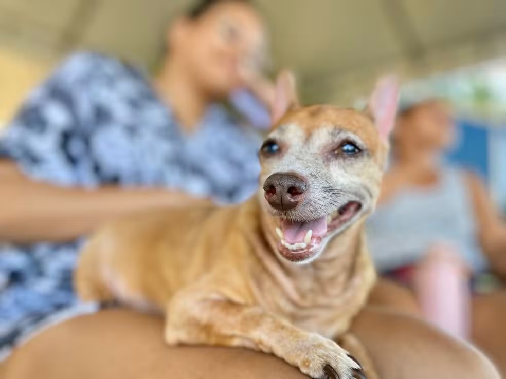 Vacinação Antirrábica contempla mais 14 bairros neste sábado