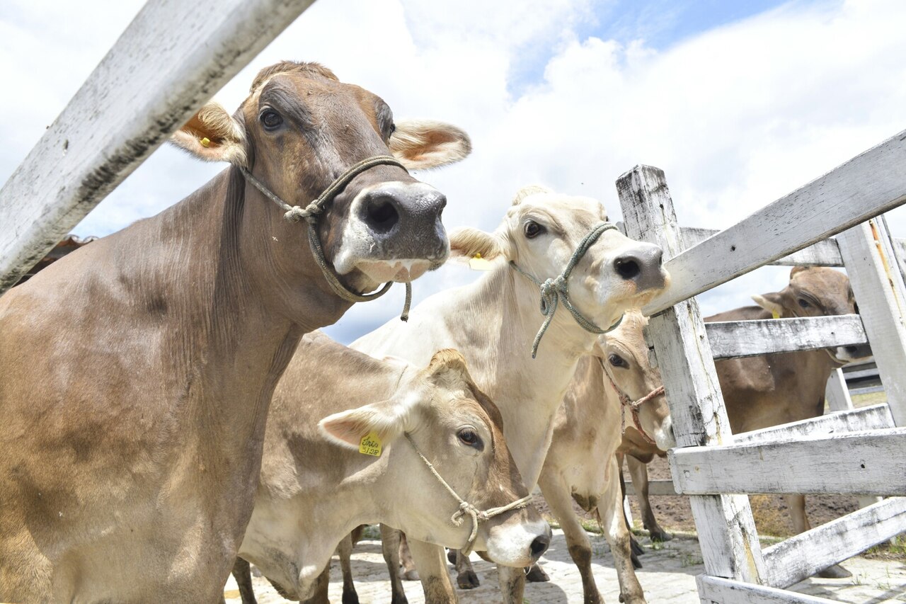 Inquérito soroepidemiológico para Febre Aftosa confirma ausência da doença no Ceará