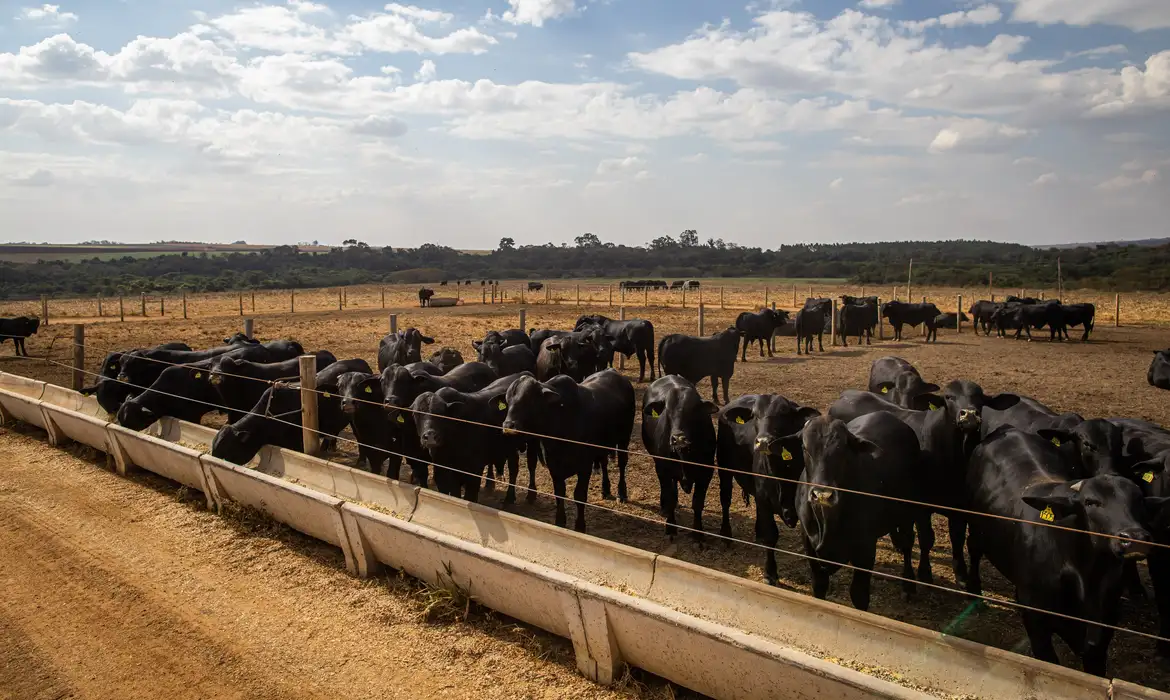 Valor de produção da pecuária tem recorde, com marca de R$ 122 bi