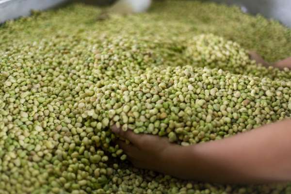 Agricultura tem alta de 35,52% no segundo trimestre do ano e puxa alta do PIB cearense