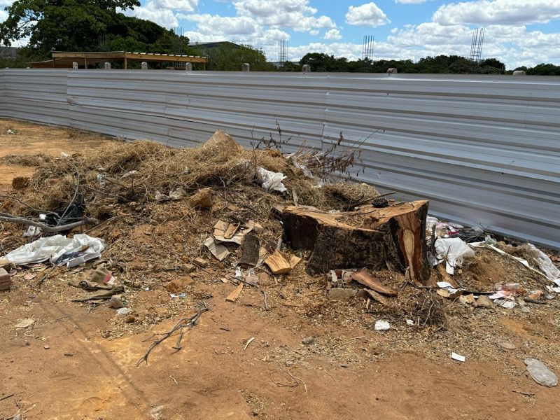 População questiona derrubada de árvore centenária no bairro São José, em Crato