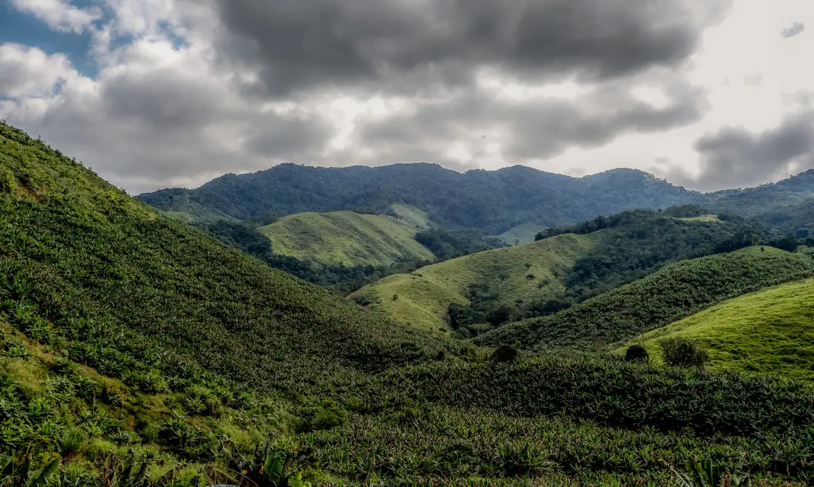 Operação contra o desmatamento da Mata Atlântica começa em 17 estados; Ceará incluso