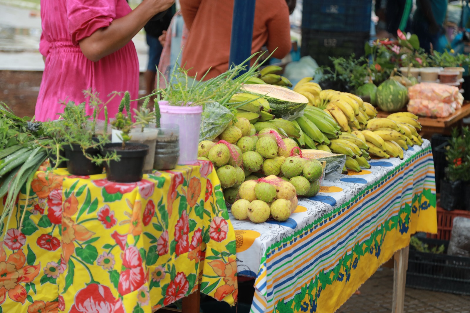 Feira da Agricultura Familiar incentiva alimentação saudável e economia local em Juazeiro do Norte