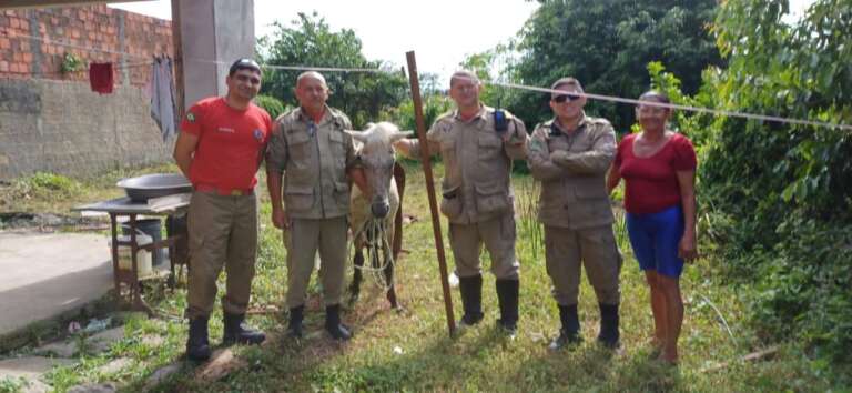 Corpo de Bombeiros resgata quase nove mil animais no Ceará em 2024