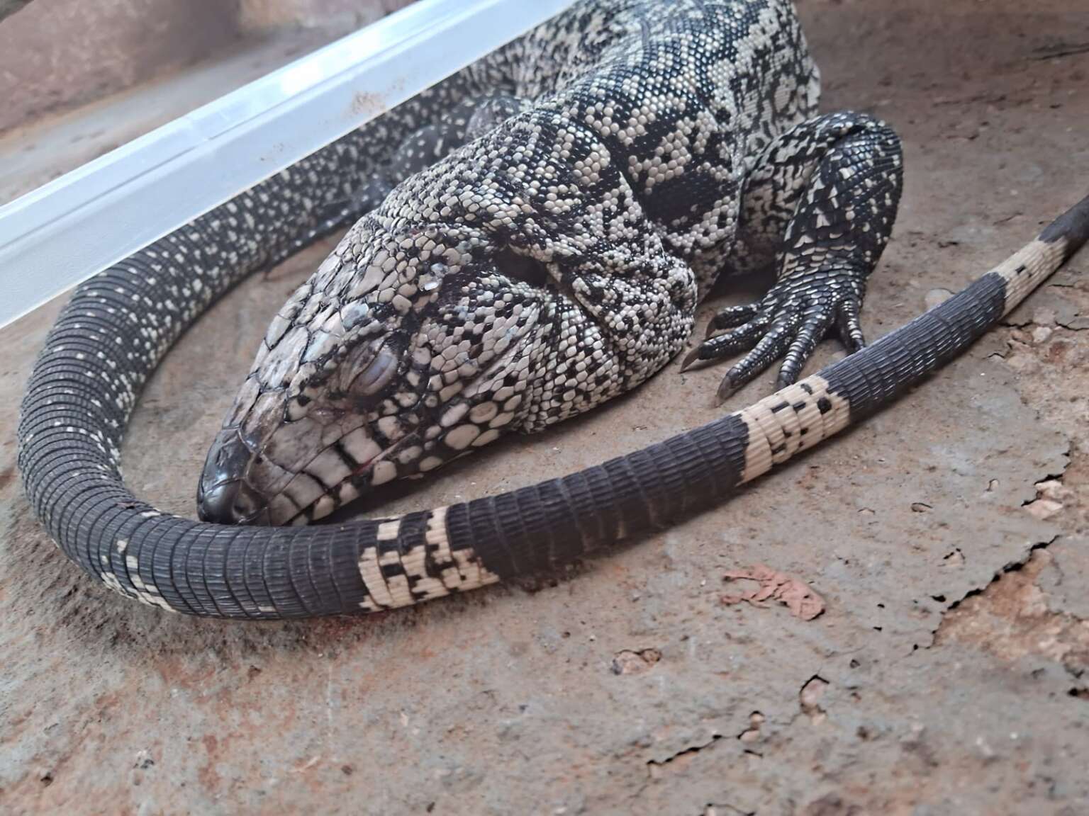 Polícia Militar resgata lagarto vítima de maus-tratos no Crato