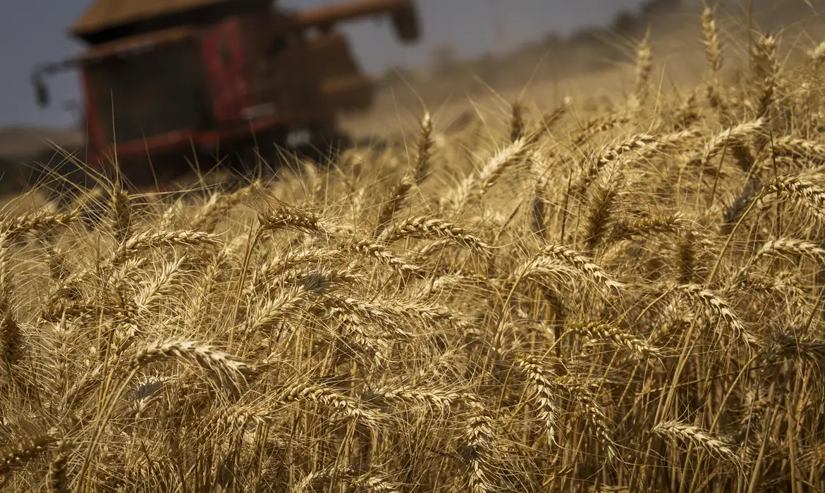 Produção de grãos no Brasil terá crescimento recorde de 8,3%, prevê Conab