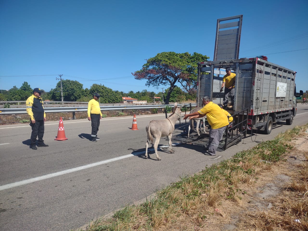 Detran resgata 41 animais em situação de abandono às margens das CEs durante o feriado