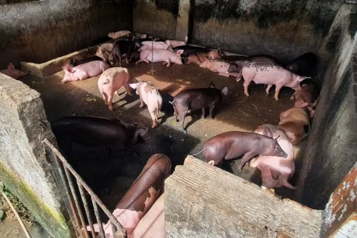 Juazeiro do Norte discute soluções para pocilgas irregulares na zona rural