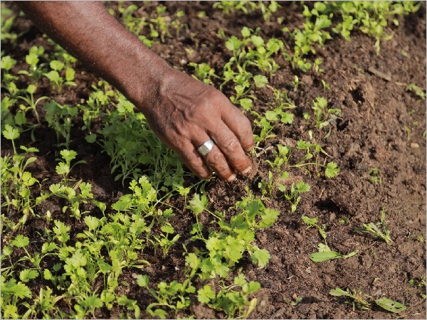 Juazeiro do Norte registra progresso e crescimento no setor agrícola em 2024