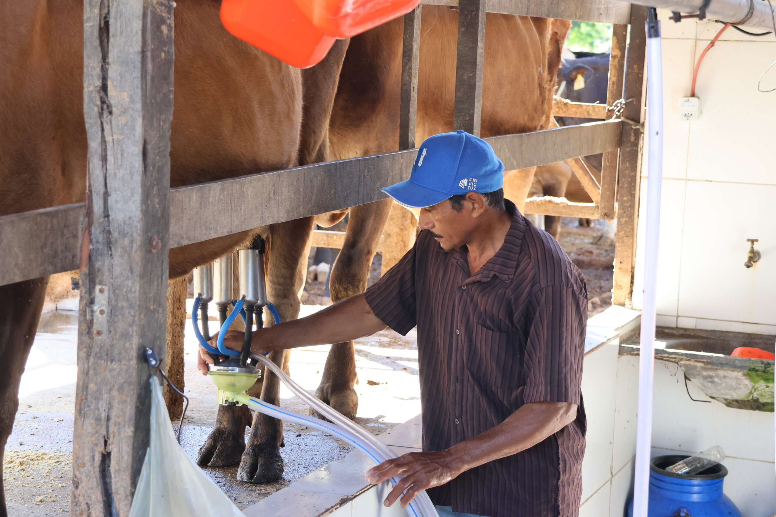 Produção leiteira no Ceará: ordenha mecanizada incrementa bovinocultura no Cariri