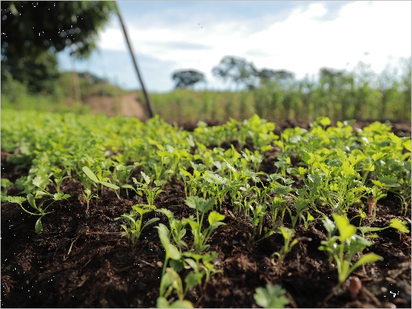 Segunda Fazenda Agroecológica deve beneficiar dezenas de agricultores em Juazeiro do Norte