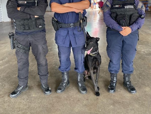 Segurança pública do Crato realiza rondas policiais com cães de proteção